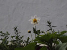 DSC09284