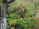 DSC09287
