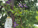 DSC09289