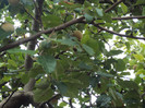 gutui