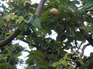 DSC09303