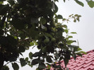DSC09307