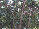 DSC09308