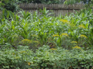 DSC09309