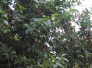 DSC09310