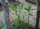 brugmansia crem