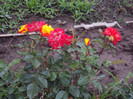 DSC09335