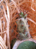 Euphorbia sp. Cape Guardafui, Somalia