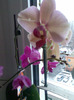 phalaenopsis