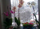 phalaenopsis