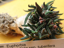 Euphorbia cylindrifolia ssp. tuberifera;