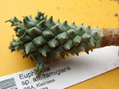 Euphorbia sp. aff. ramiglans