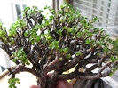 Sarcocaulon vanderietiae