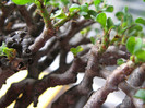 Sarcocaulon vanderietiae