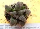 Haworthia cv. Pink Beauty (H. pygmaea cv.)