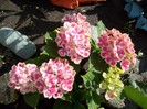 hortensia bavareza