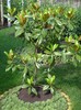 Magnolie Grandiflora-2011