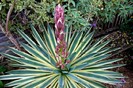 yuca gloriosa variegata