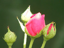 Ascot(2007 Tantau)