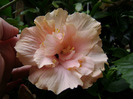 DSC06942
