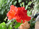 DSC06948