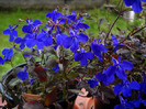 Lobelia