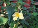 floricele iunie 2011 169
