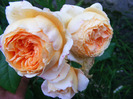 CROWN PRINCESS MARGARETA