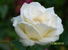 16225194_LSXLQOTMK