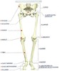 anatomia corplui uman-4