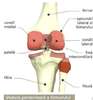 anatomia corplui uman-5