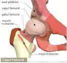 anatomia corplui uman-7