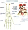 anatomia corplui uman-46