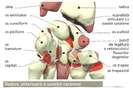 anatomia corplui uman-48