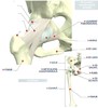 anatomia corpului uman-18