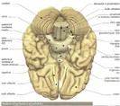 anatomia corpului uman-30