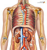 anatomie umana