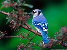 beautiful-blue-bird-wallpaper