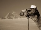 Camel_Egypt