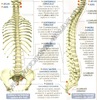 coloana vertebrala imagini