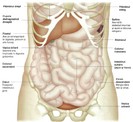 corpul uman anatomie imagini poze-50