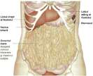 corpul uman anatomie imagini poze-51