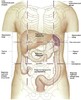 corpul uman anatomie imagini poze-52
