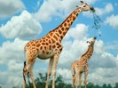 Family_of_giraffes