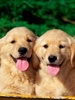 Golden_R_2_By_Jl