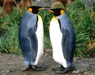 King_penguin