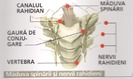 maduva spinarii 