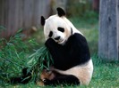 Panda_Bear