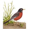 robin2
