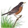robin3
